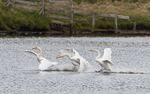 Cygnes Chanteurs