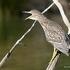 Black-crowned Night Heron (Nycticorax nycticorax) juv