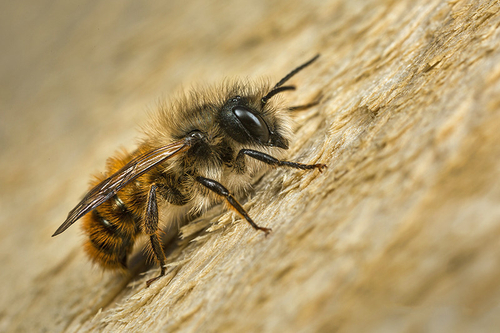<i>Osmia bicornis</i> male. Staffordshire garden, April 2016.