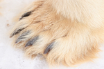Polar Bear claws close view, Churchill, Canada