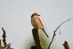 Red-backed Shrike