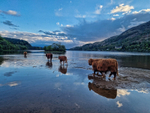 On a hot day, cows taking a dip..