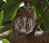 Pearl Spotted Owlet