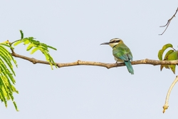 White Throated Bee-eater