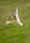 Fallow Deer ref fd 4c
