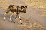 Wild Dog