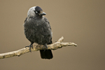 Jackdaw