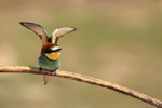 European Bee-eater stretches wings, Montgai, Spain