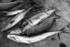 Piscean still life