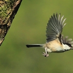 Willow Tit