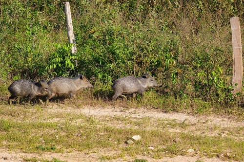 Saw these crossing the road - only saw one lot of them.