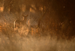 Roe Deer