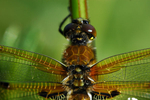 Four-spotted Chaser