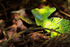 Plumed Basilisk illuminated by a shaft of sunlight at Tortuguero