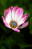 African Daisy - 3140_00001
