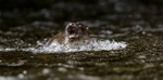Otter