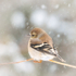 AMERICAN GOLD FINCH