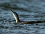 Great Northern Diver shaking head, Farmoor