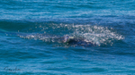 Whale Feeding 1