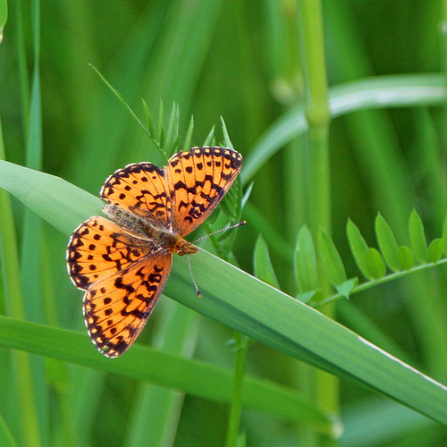 A Silver-bordered Fritillary.