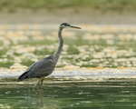 Great Blue Heron wading in Mud Lake, British Columbia, Canada