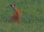 Brown Hare