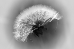 Make a Wish..