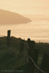 Fence Posts at Sunset