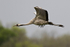 Common Crane
