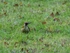 Green Woodpecker