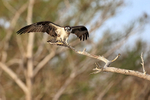 Osprey on branch wings spread, Blue Cypress Lake, Florida