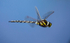 Common Hawker.