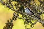 Park Life - Long-tailed tit in morning light
