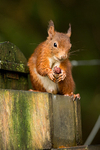 Wildlife portfolio