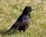 Carrion Crow portfolio