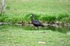Glossy Ibis