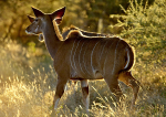 Lesser Kudu