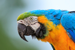 Blue-and-Yellow Macaw close-up, Costa Rica