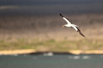 Nazca Booby flying, South Plaza, Galapagos