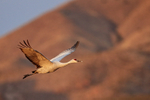 Sandhill Crane climbing after takeoff, Bosque del Apache, New Mexico