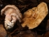 Bearded Milkcap
