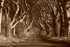 Dark Hedges, Stranocum (Sepia)