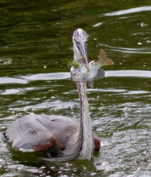 Great Blue Heron _0073