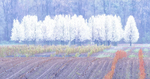 PEAR TREES IN APRIL RAIN - NORFOLK COUNTY
