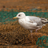Herring Gull