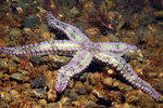 Marthasterias glacialis