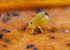 Dicyrtomina minuta
