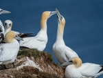 Gannets