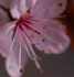 Cherry Blossom