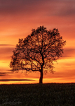Sunset Tree